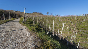 Prosecco-DOCG-Valdobbiadene