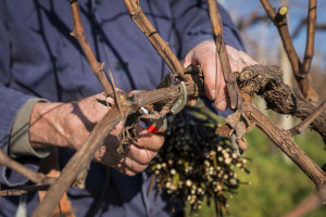 Prosecco-DOCG-Valdobbiadene