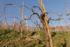 Prosecco-DOCG-Valdobbiadene
