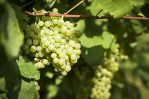 Prosecco-DOCG-Valdobbiadene
