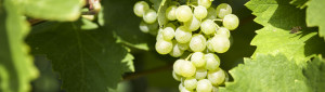 Prosecco-DOCG