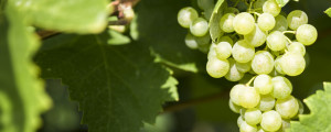 Prosecco-DOCG