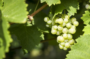 Prosecco-DOCG-Valdobbiadene