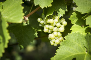 Prosecco-DOCG
