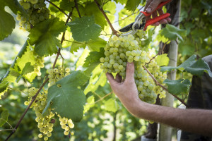 Prosecco-DOCG-Valdobbiadene