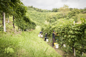 Prosecco-DOCG-Valdobbiadene