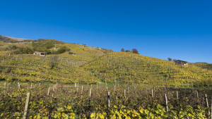 Prosecco-DOCG-Valdobbiadene
