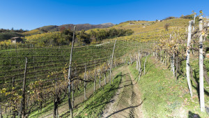 Prosecco-DOCG-Valdobbiadene