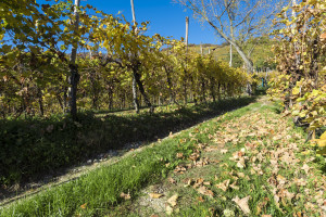 Prosecco-DOCG-Valdobbiadene