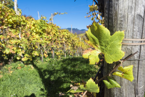 Prosecco-DOCG-Valdobbiadene