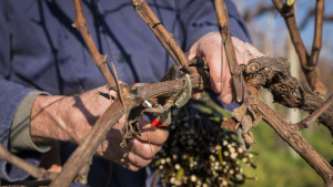 Prosecco-DOCG-Valdobbiadene