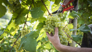 Prosecco-DOCG-Valdobbiadene