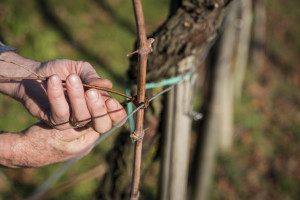 Prosecco-DOCG-Valdobbiadene