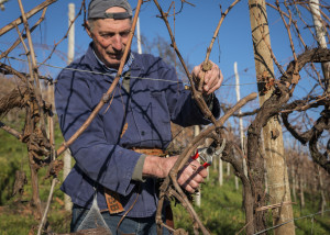 Prosecco-DOCG-Valdobbiadene