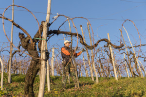 Prosecco-DOCG-Valdobbiadene