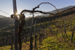Prosecco-DOCG-Valdobbiadene