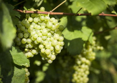 La Beca - Vendemmia