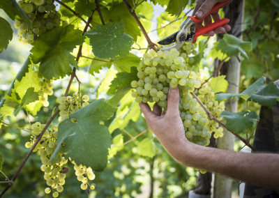 La Beca - Vendemmia