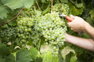Prosecco-DOCG-Valdobbiadene