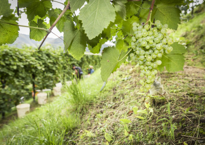 La Beca - Vendemmia