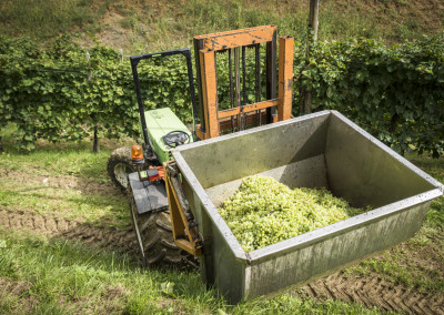 La Beca - Vendemmia