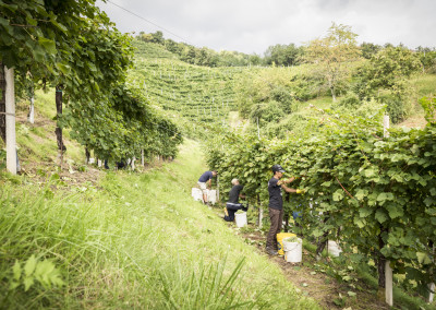 La Beca - Vendemmia