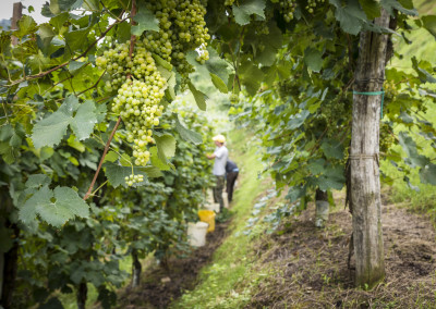 La Beca - Vendemmia