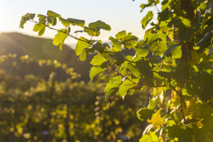 Prosecco-DOCG-Valdobbiadene